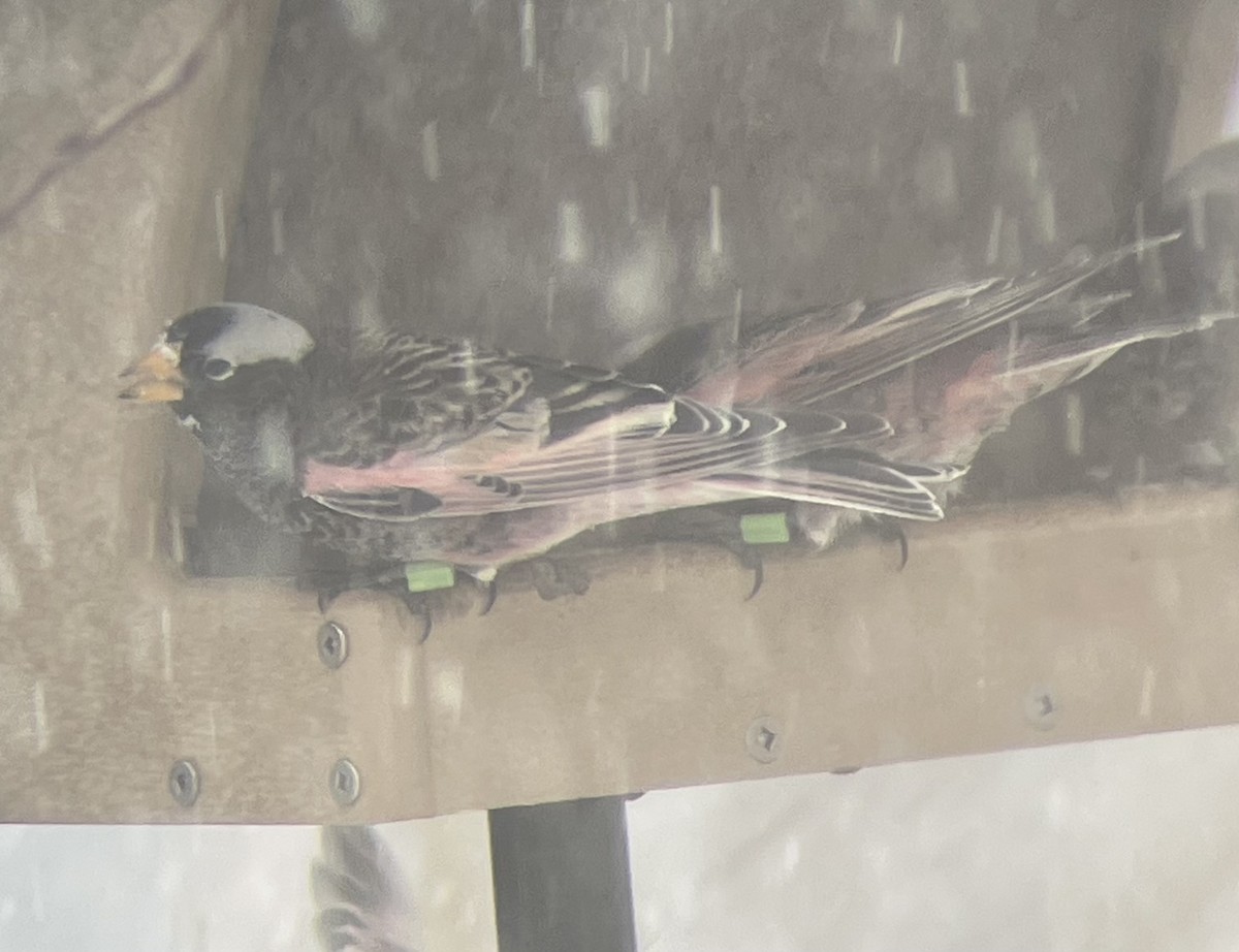 Black Rosy-Finch - ML646321383