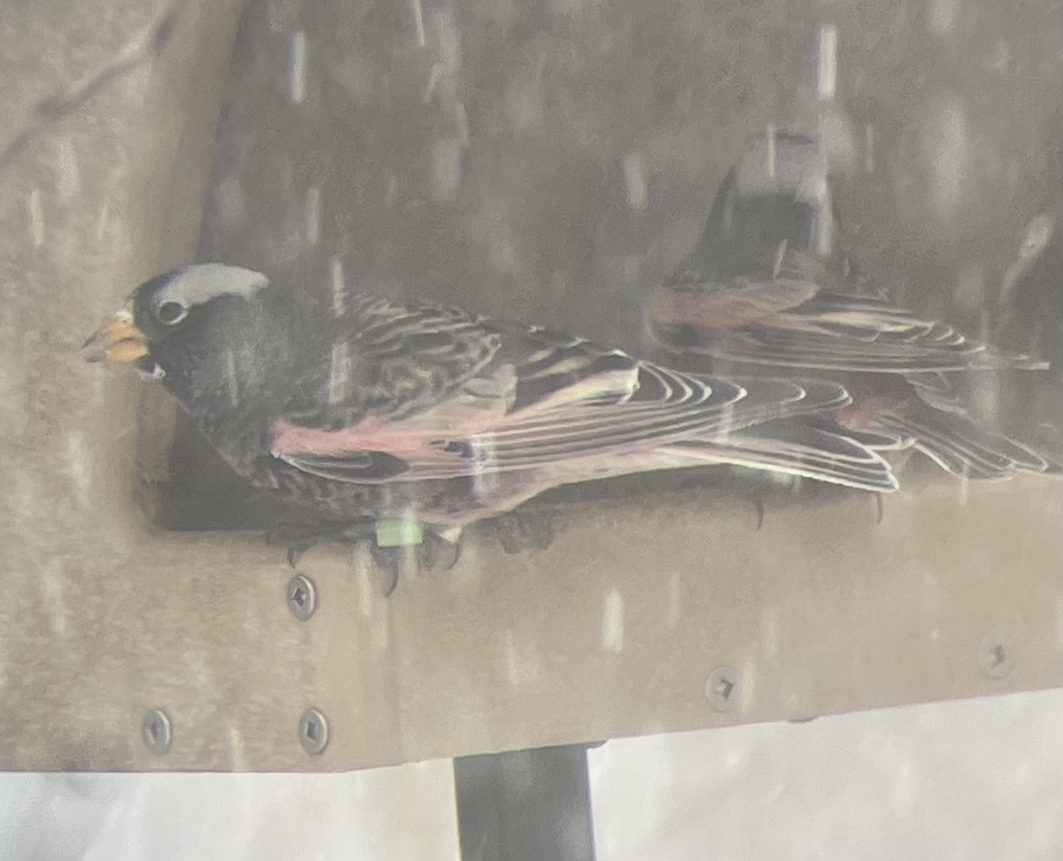 Black Rosy-Finch - ML646321384