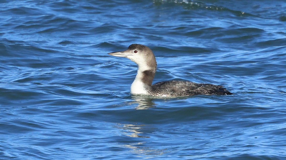 Common Loon - ML646321385