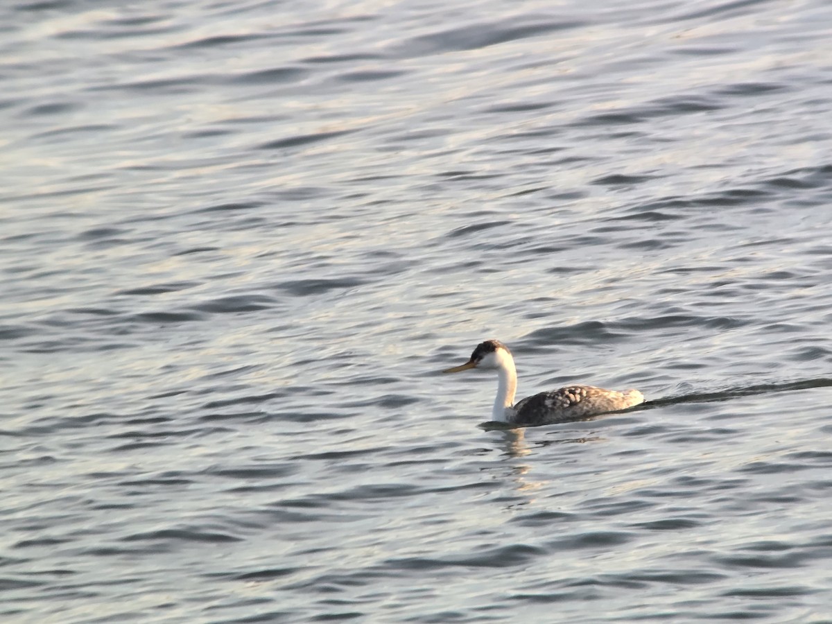 Clark's Grebe - ML646321386