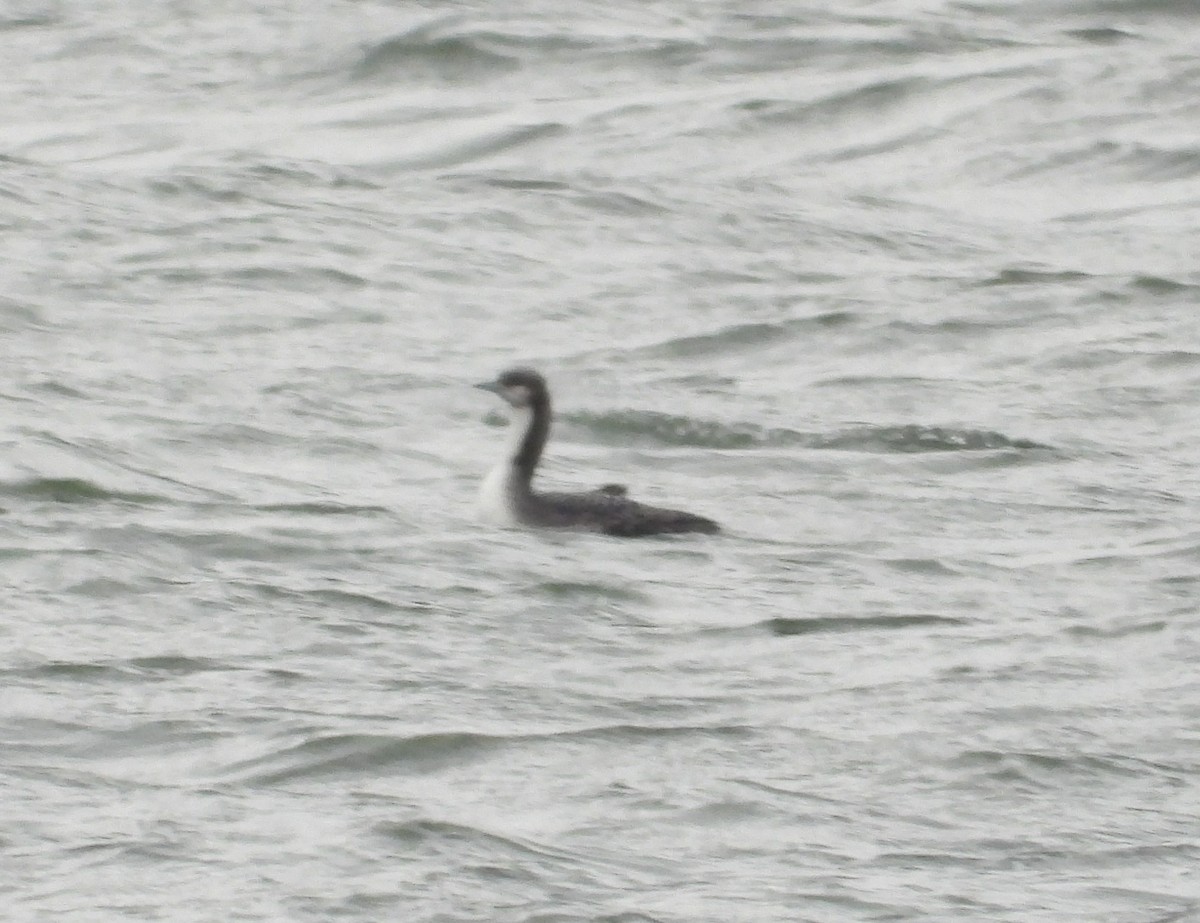 Pacific Loon - ML646321387