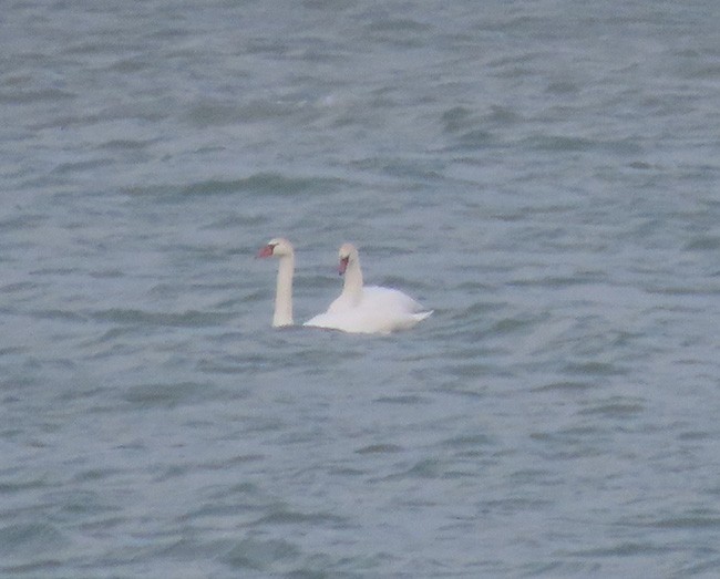 Лебідь-шипун - ML646321391