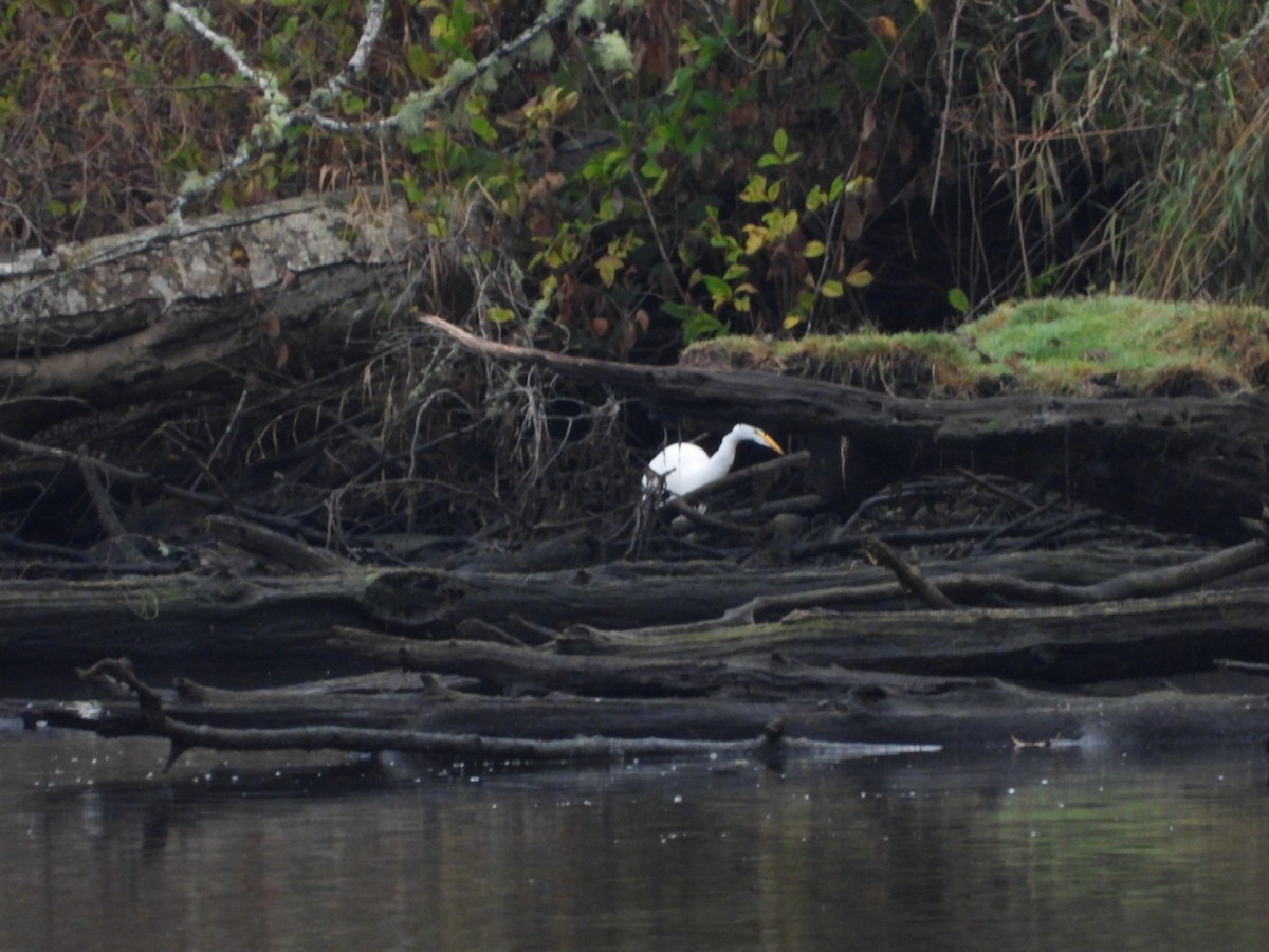 Great Egret - ML646321392