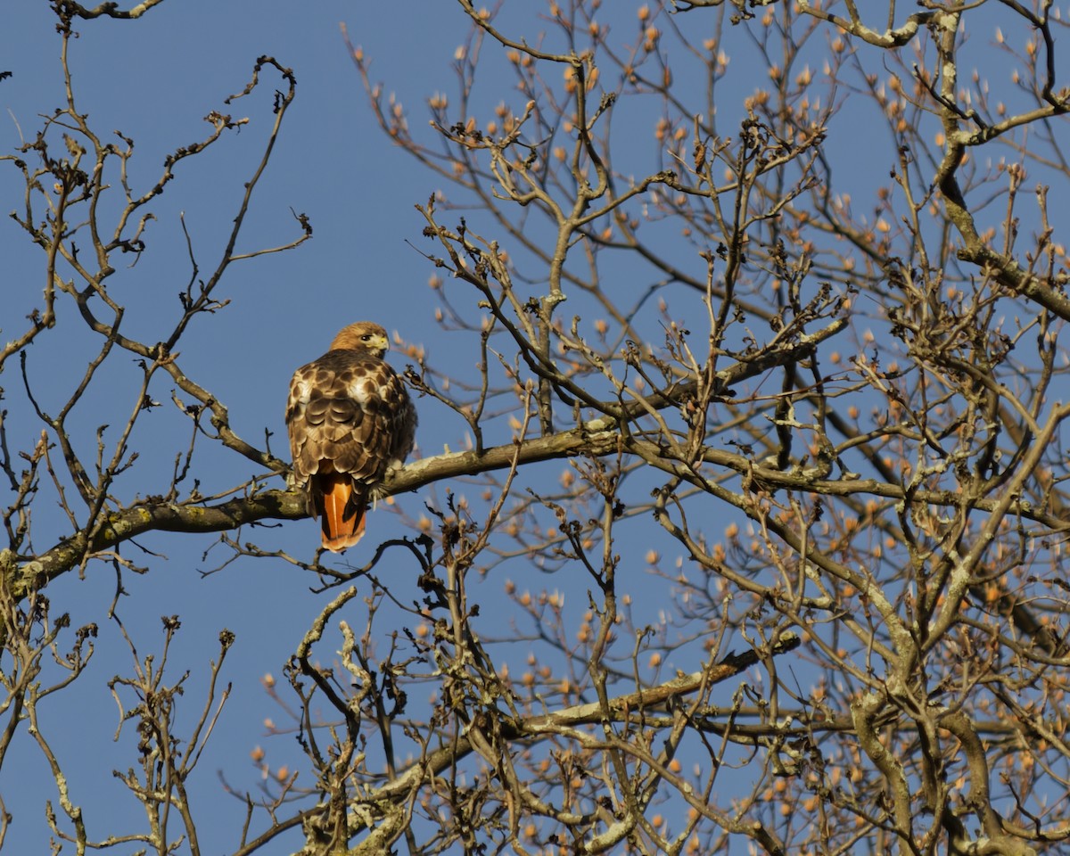 Red-tailed Hawk - ML646321393
