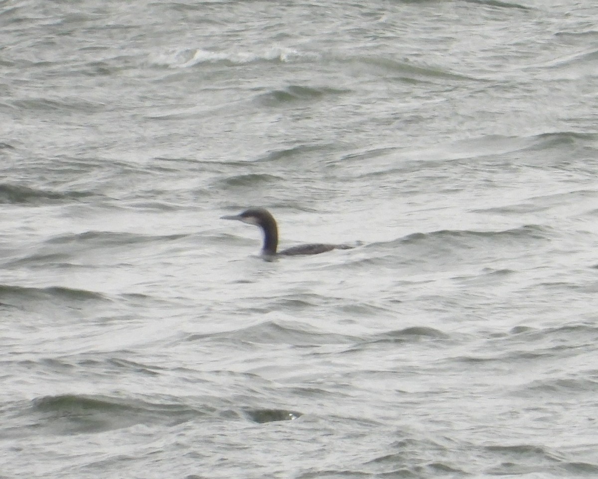 Pacific Loon - ML646321400