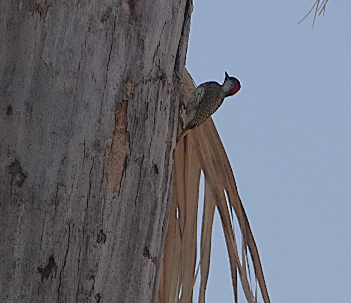 Golden-tailed Woodpecker - ML646321401