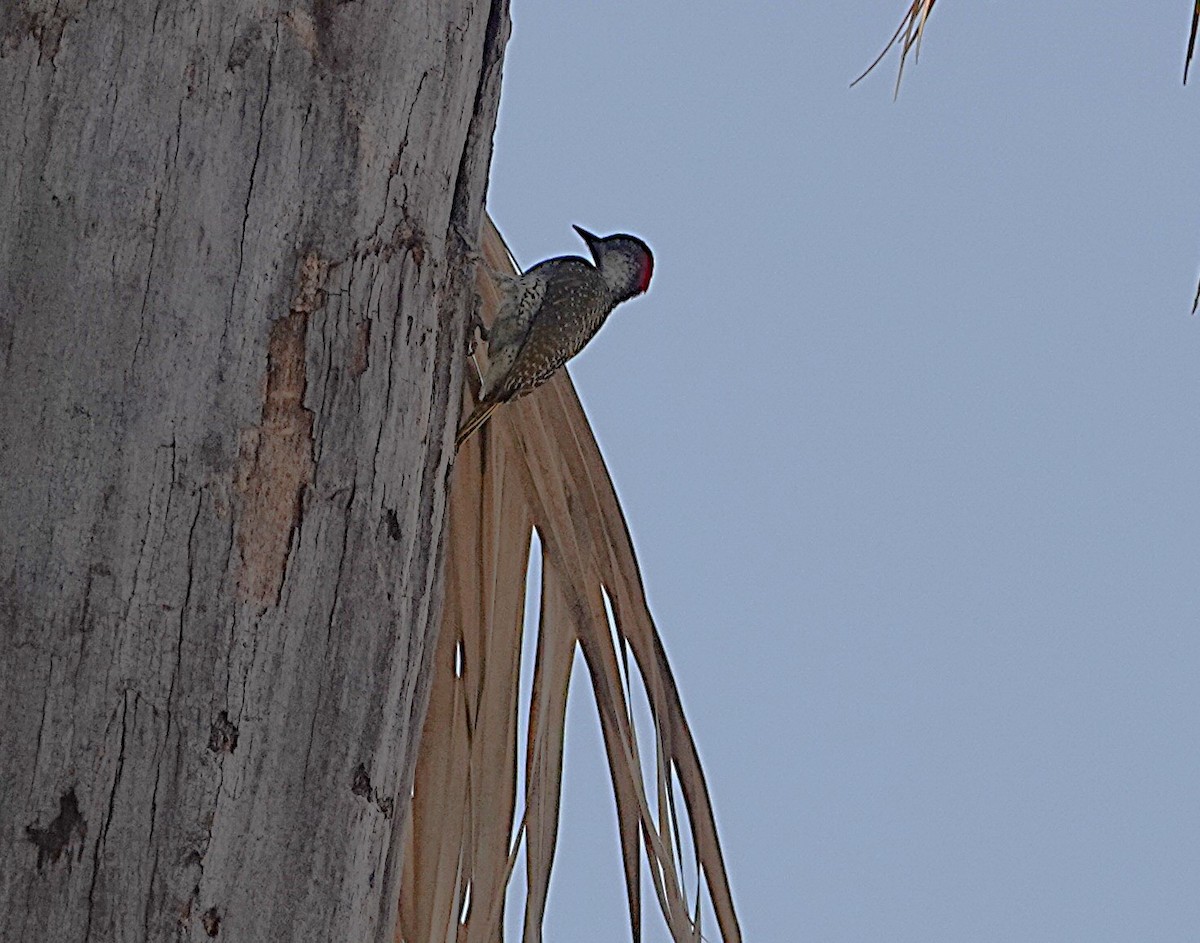 Golden-tailed Woodpecker - ML646321402