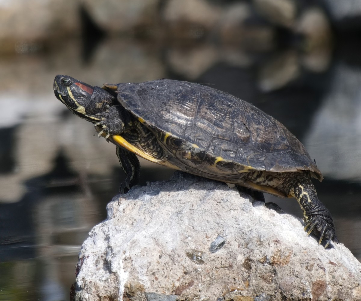 Animals - ML646321404