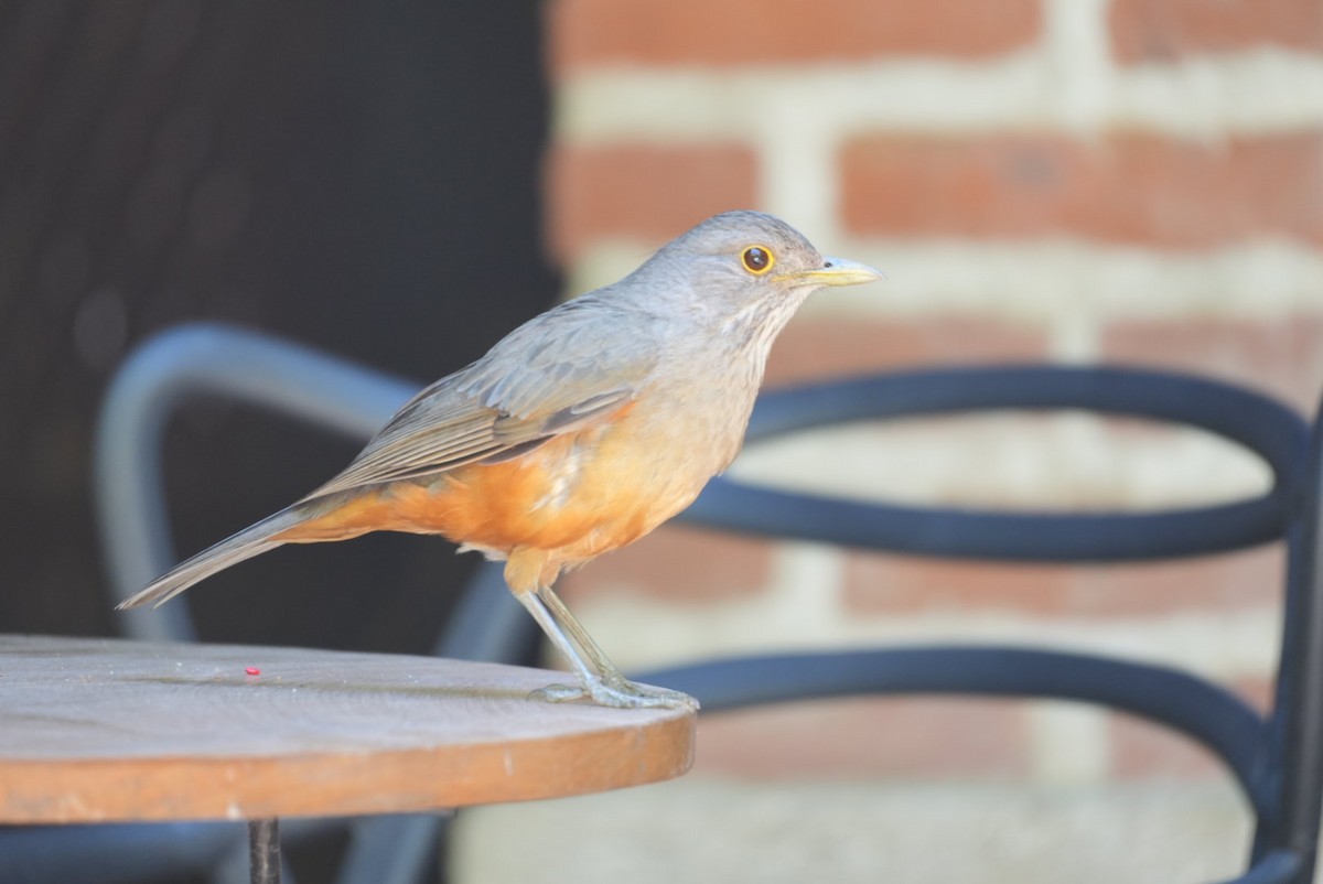 Дрізд рудочеревий - ML646321406