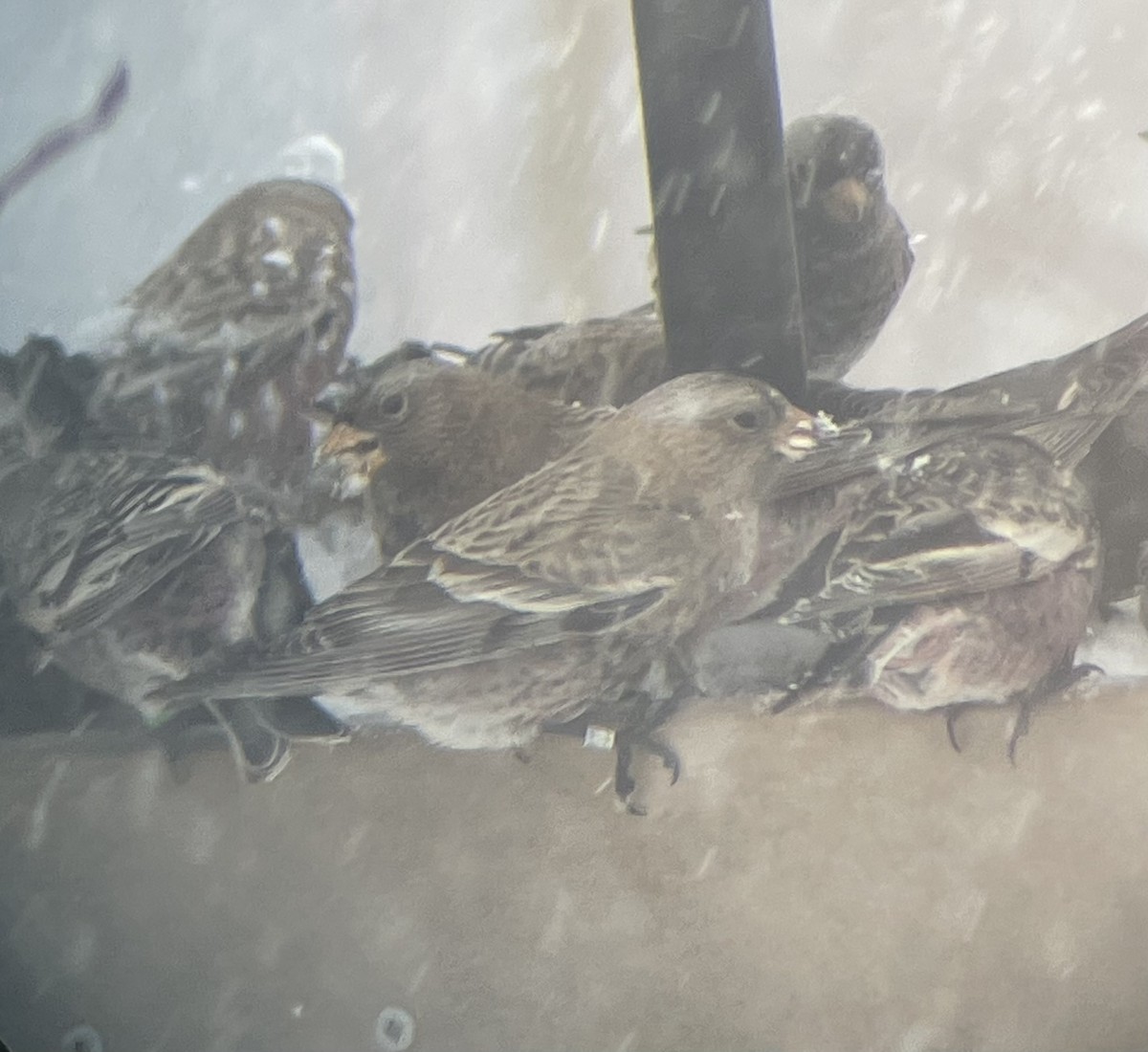 Катуньчик сивоголовий [група tephrocotis] - ML646321407