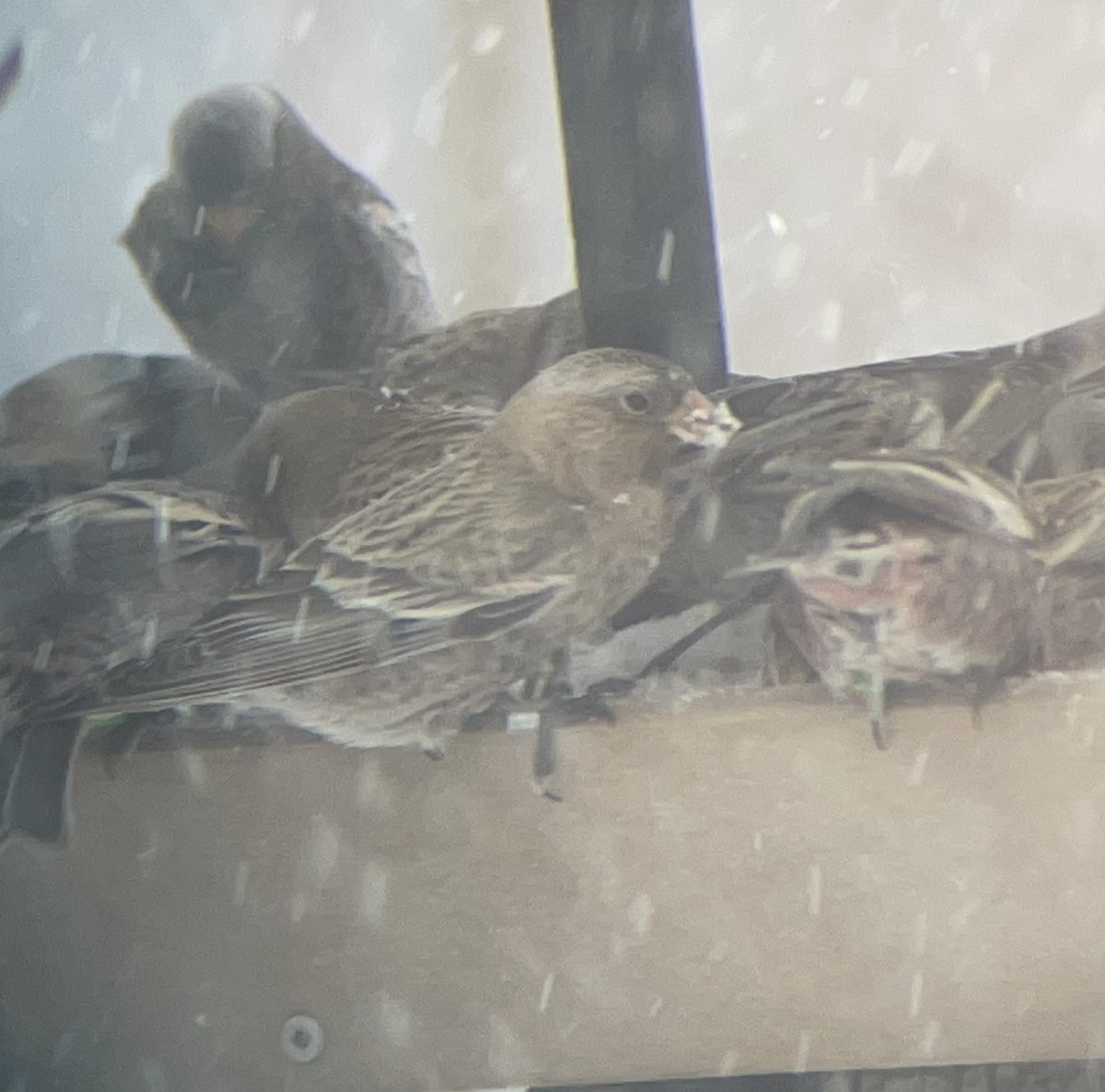 Катуньчик сивоголовий [група tephrocotis] - ML646321408