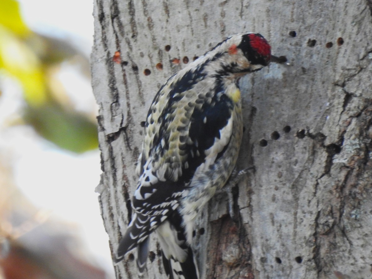 Дятел-смоктун жовточеревий - ML646321409