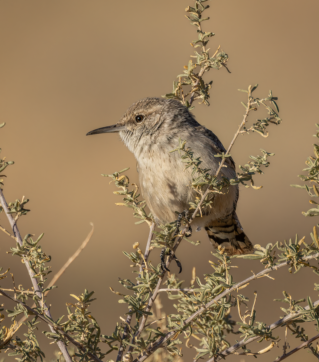 Орішець скельний - ML646321410