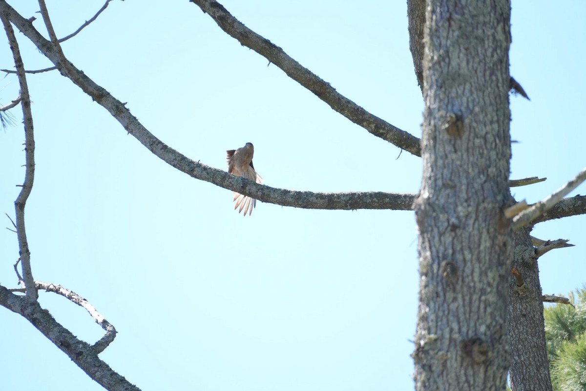 Хіманго - ML646321411