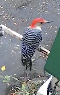 Гіла каролінська - ML646321412