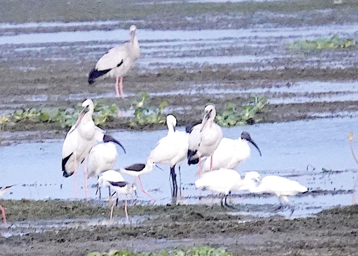 Кулик-довгоніг чорнокрилий - ML646321413