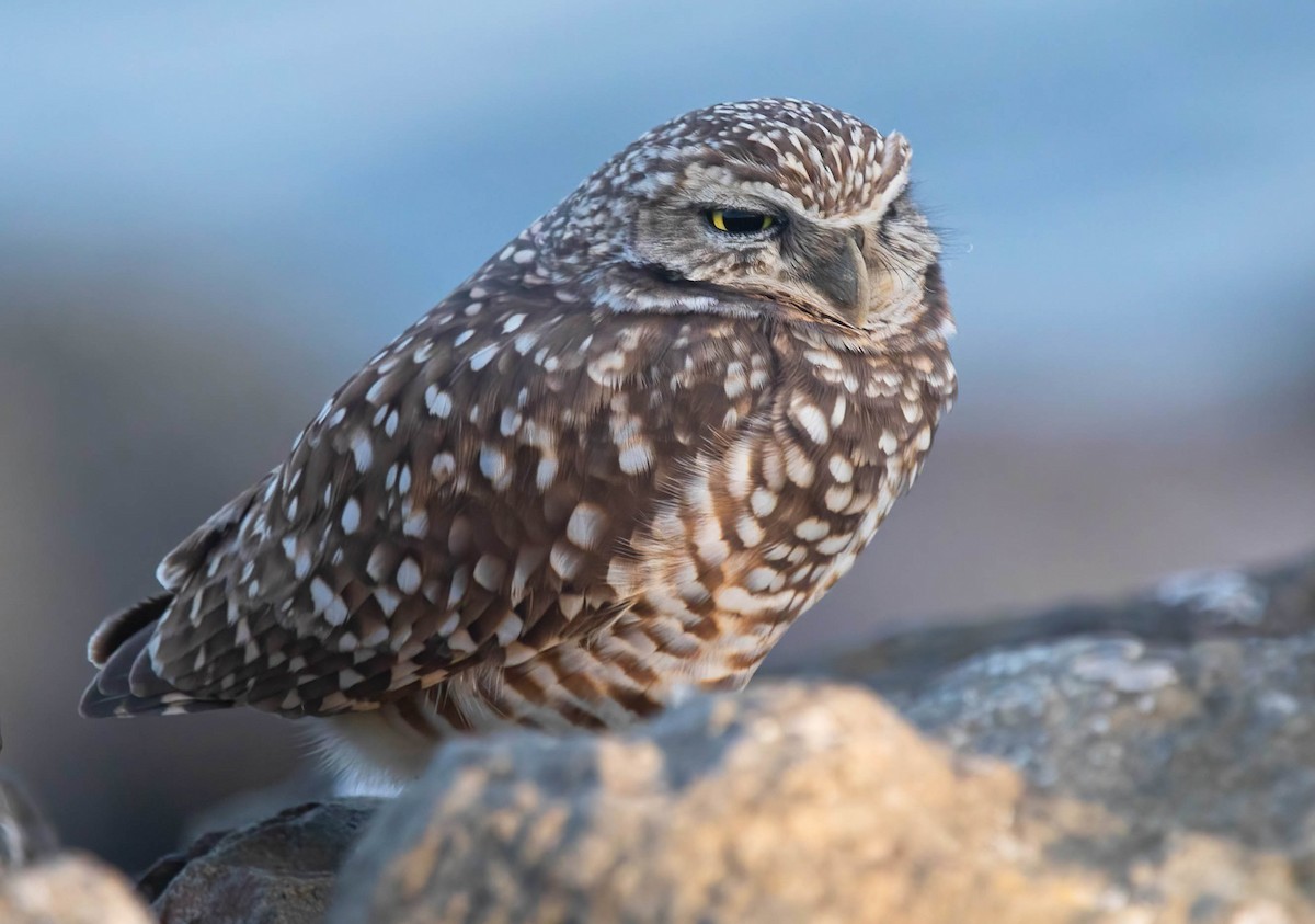 Сич американський - ML646321414