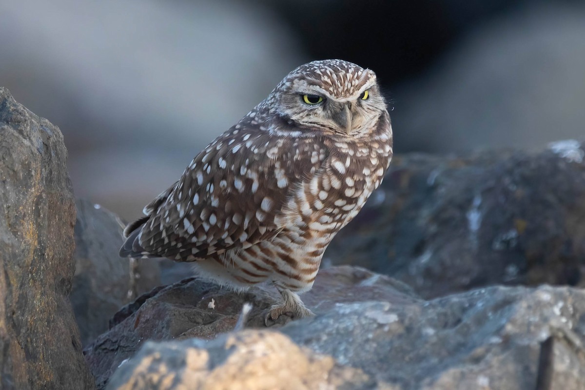 Сич американський - ML646321415