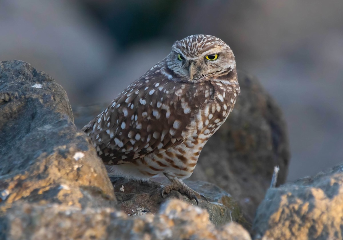 Сич американський - ML646321416