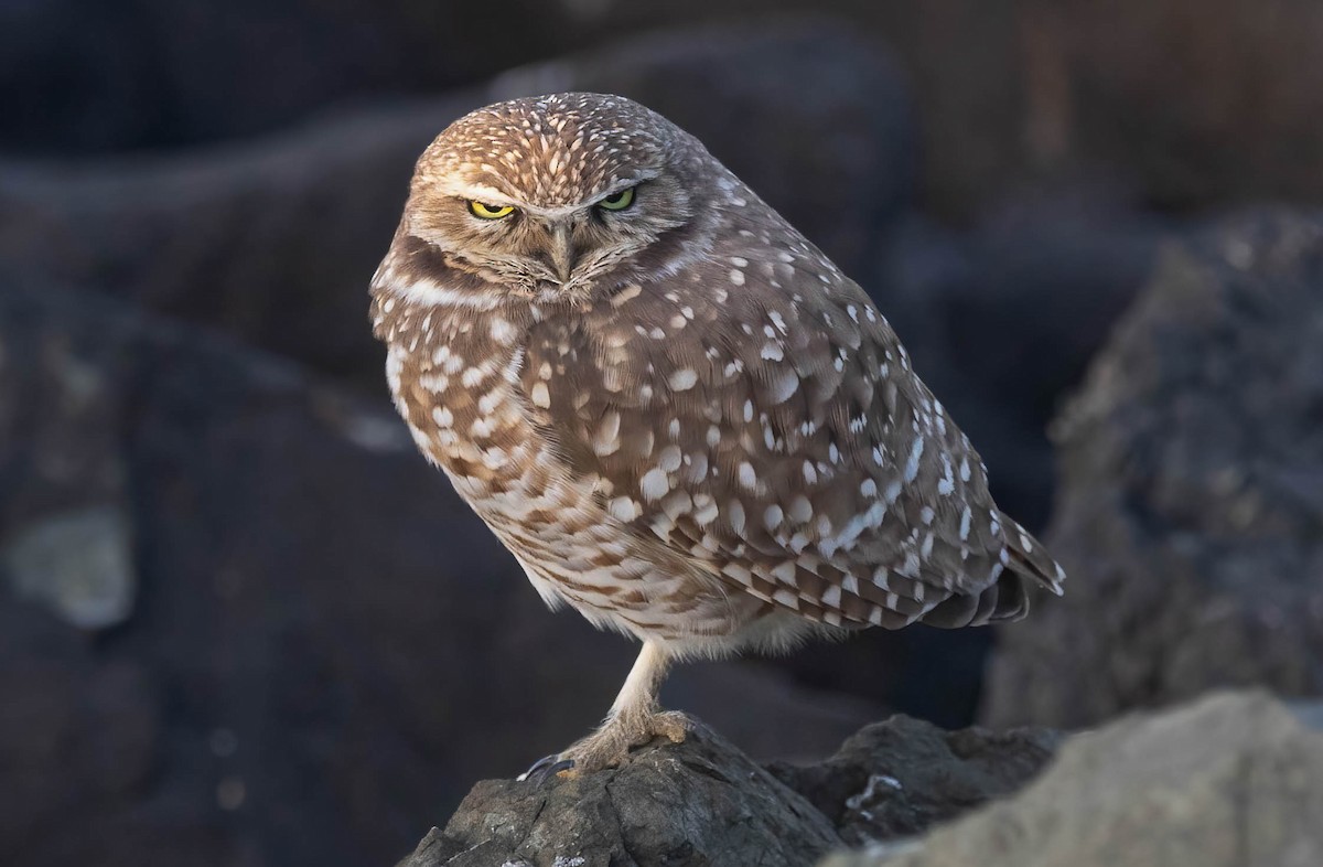 Сич американський - ML646321417