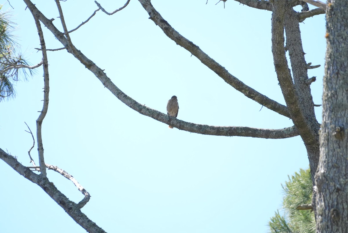 Хіманго - ML646321418