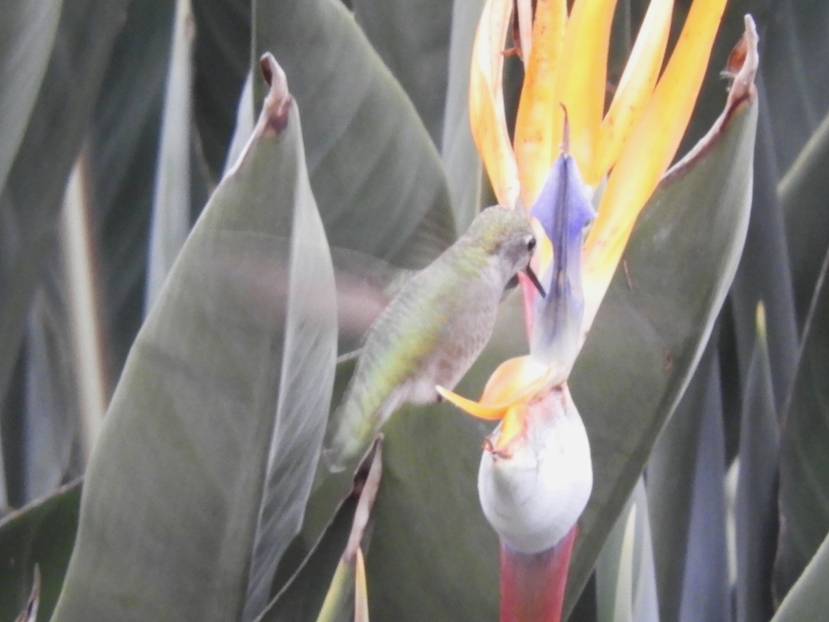 Каліпта рубіновоголова - ML646321419