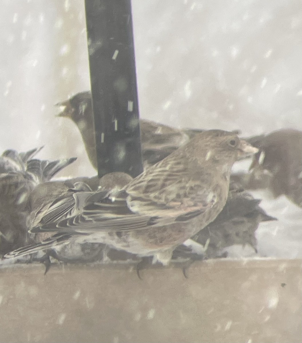 Катуньчик рожевий - ML646321420