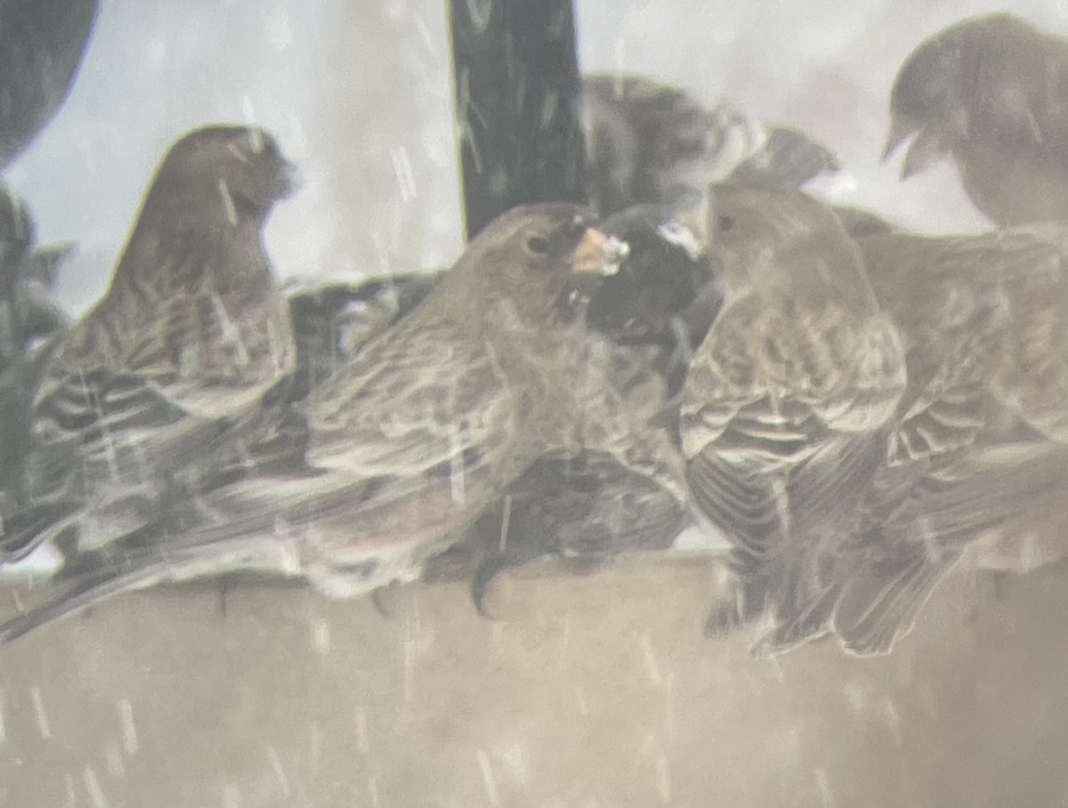 Катуньчик рожевий - ML646321421