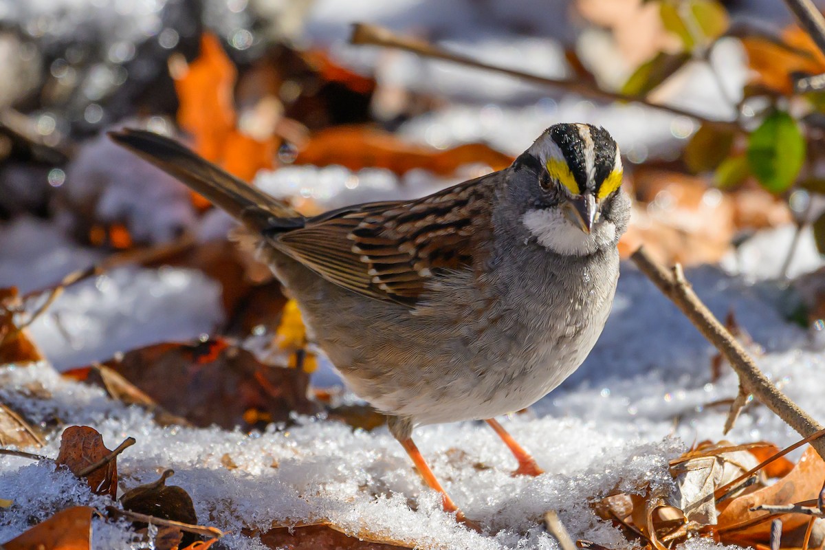 Бруант білогорлий - ML646321423