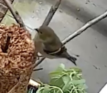 Чиж золотий - ML646321424