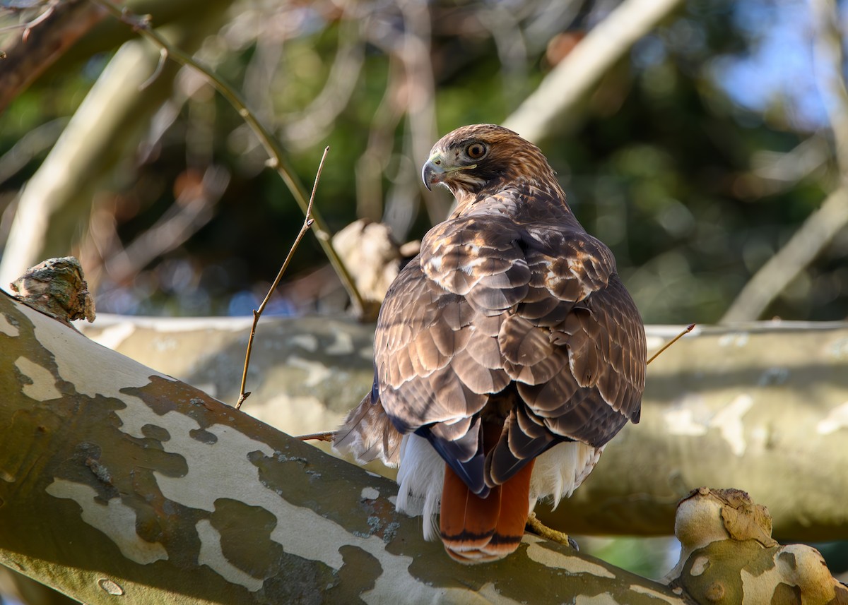 Канюк неоарктичний - ML646321425