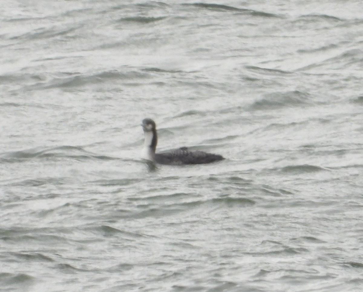 Pacific Loon - ML646321426
