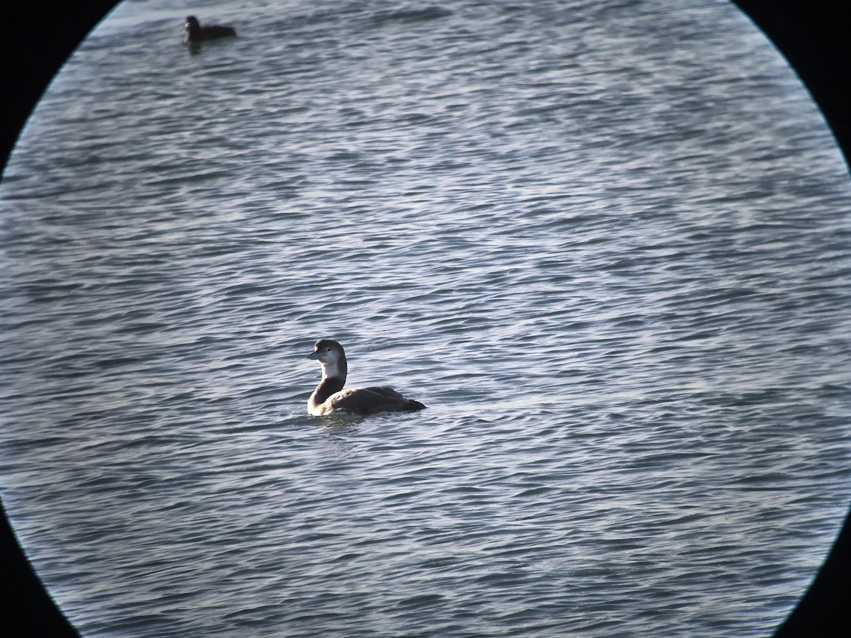 Гагара полярна - ML646321427