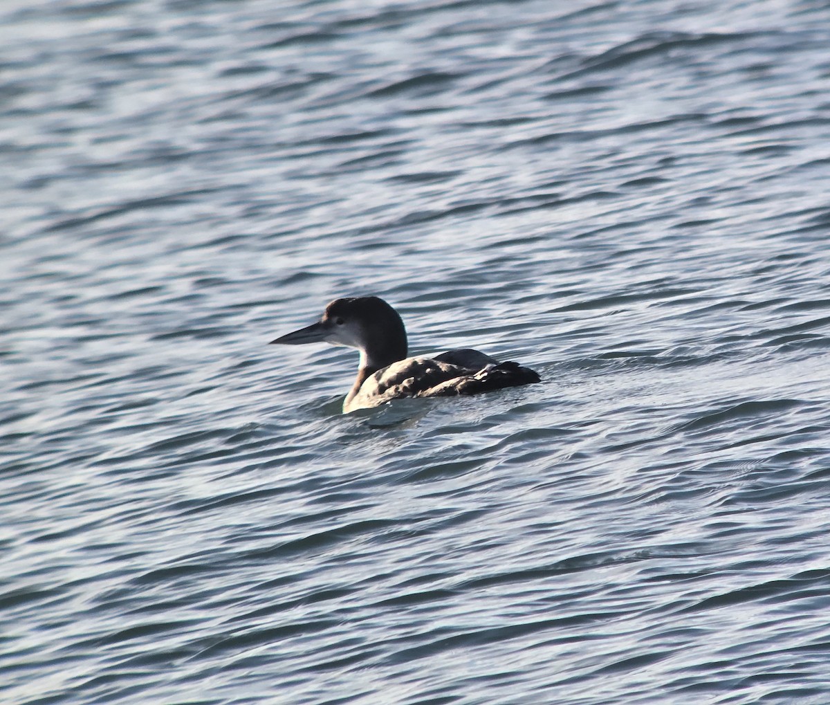 Гагара полярна - ML646321428