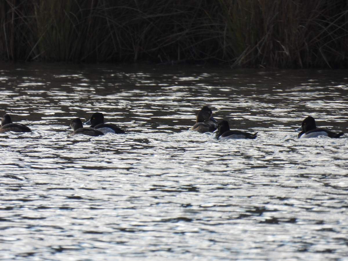 Чернь канадська - ML646321429