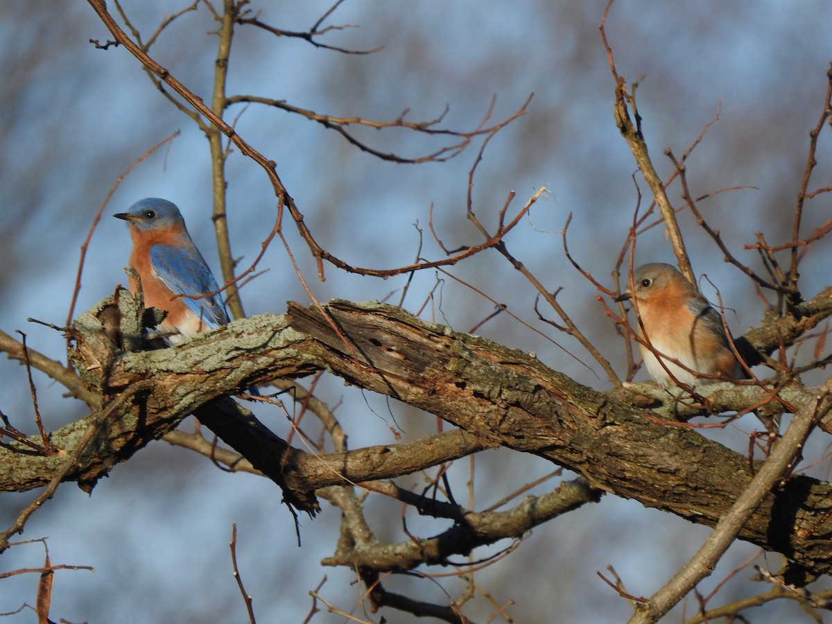 Блакитник східний - ML646321430