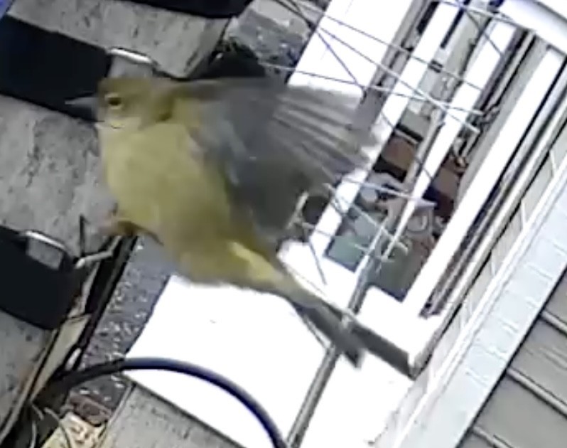 Червоїд оливковий - ML646321431