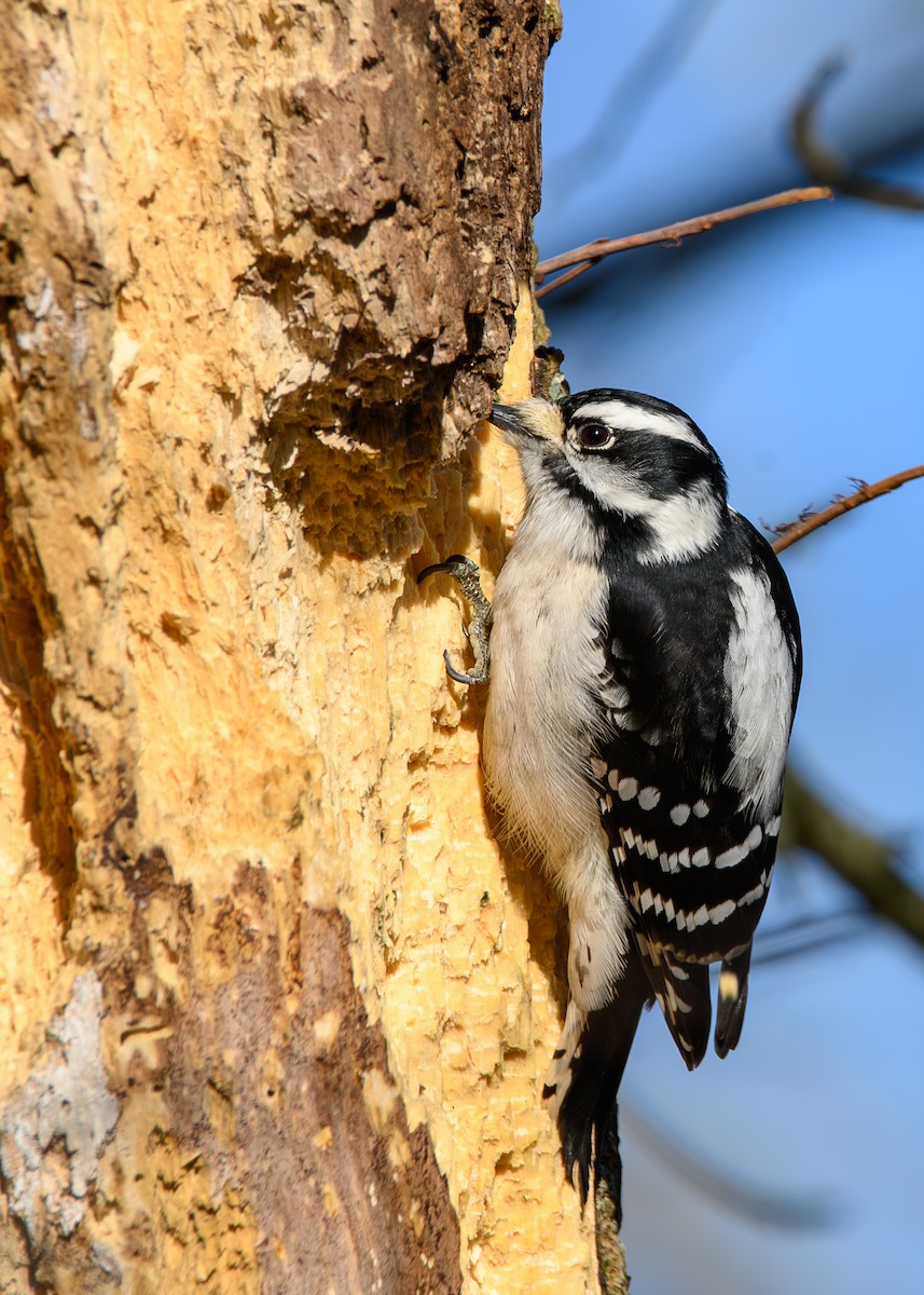 Дятел пухнастий - ML646321432