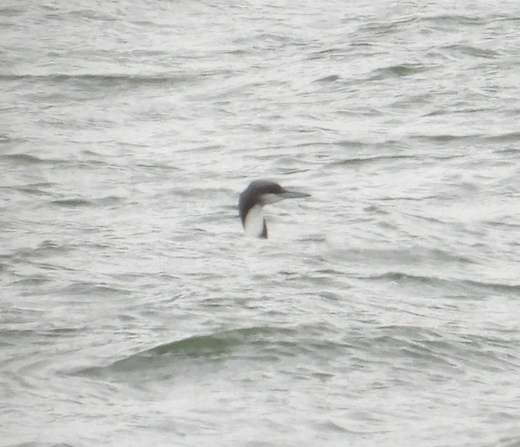 Pacific Loon - ML646321433