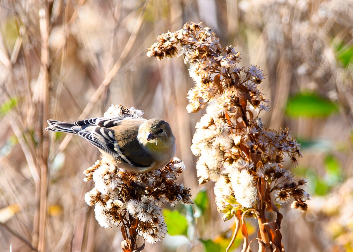 Чиж золотий - ML646321436