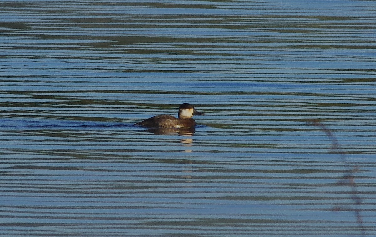 Савка американська - ML646321437