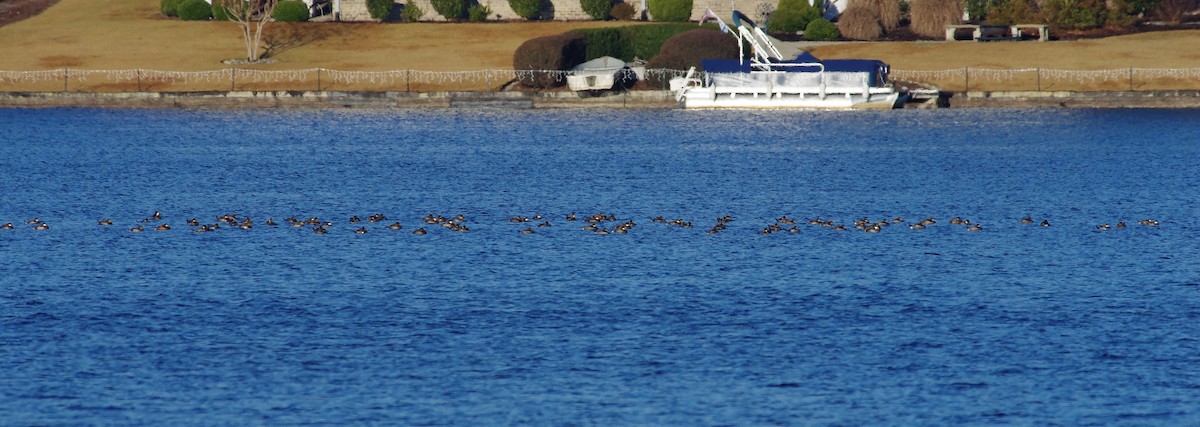 Савка американська - ML646321438