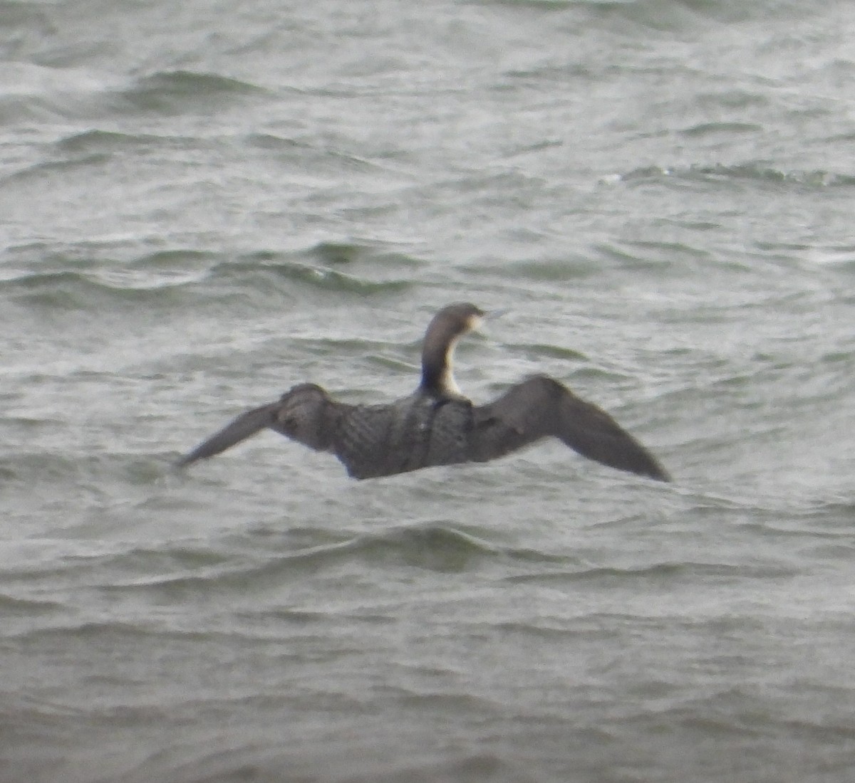 Pacific Loon - ML646321439
