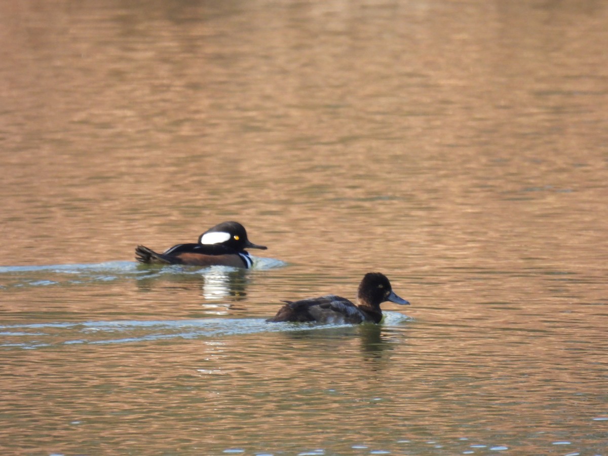 Чернь американська - ML646321440
