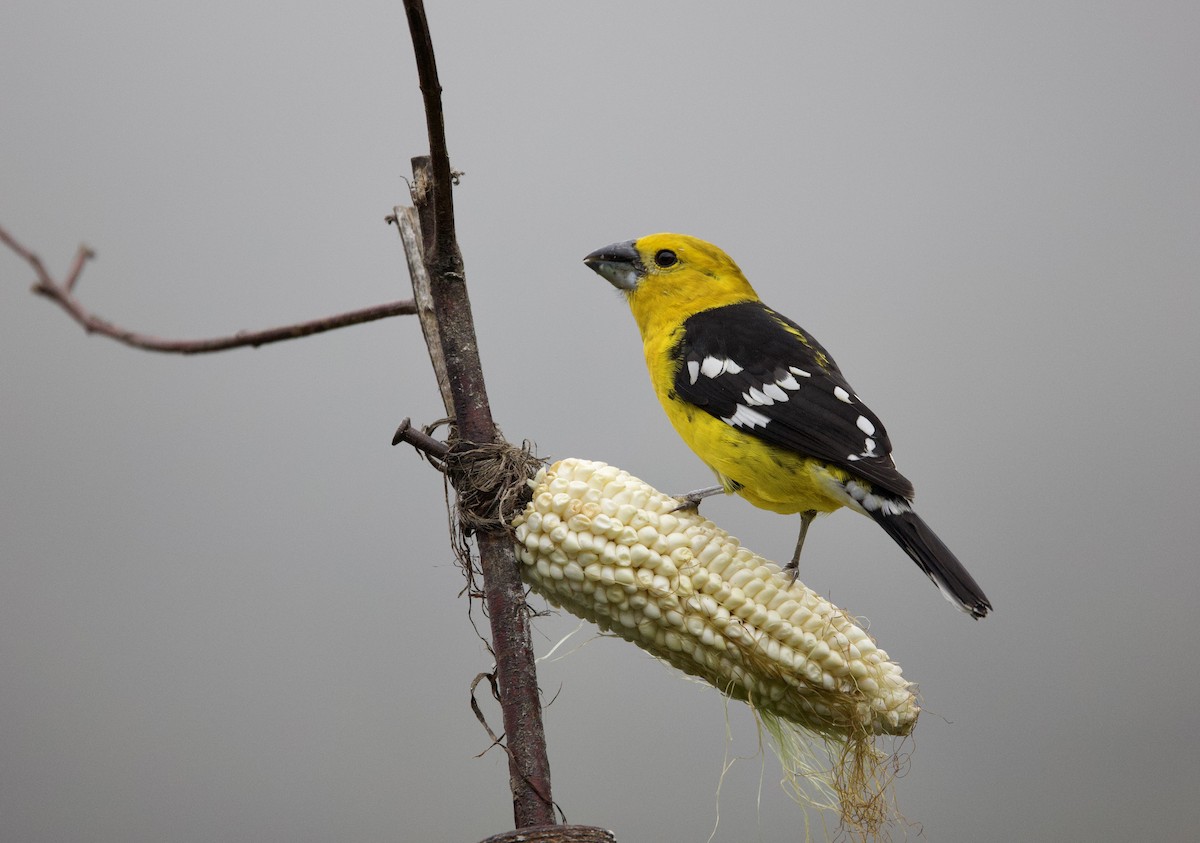 Кардинал-довбоніс жовточеревий - ML646321441