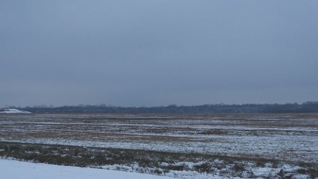 kalous pustovka - ML646321443