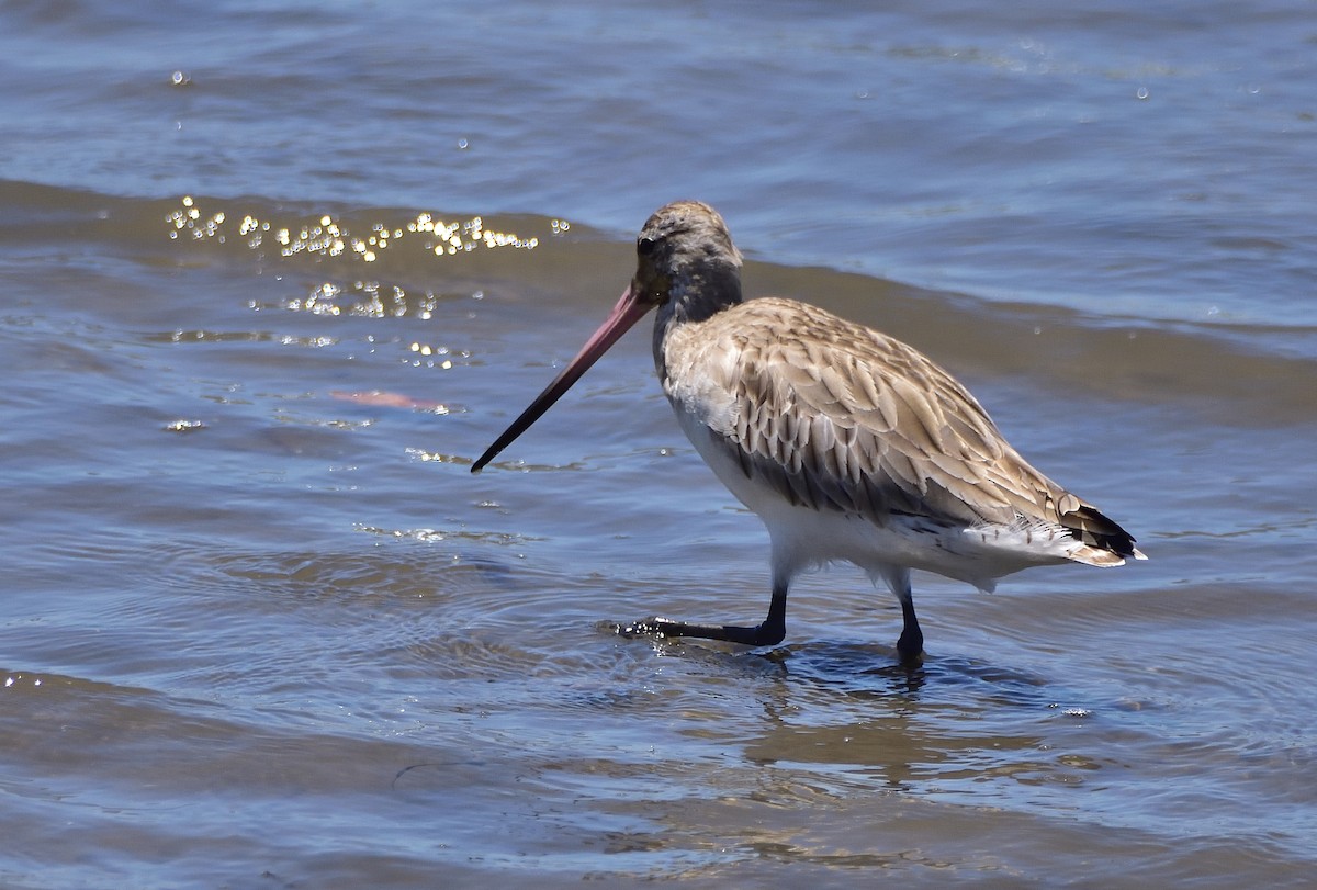 Bar-tailed Godwit - ML646321447