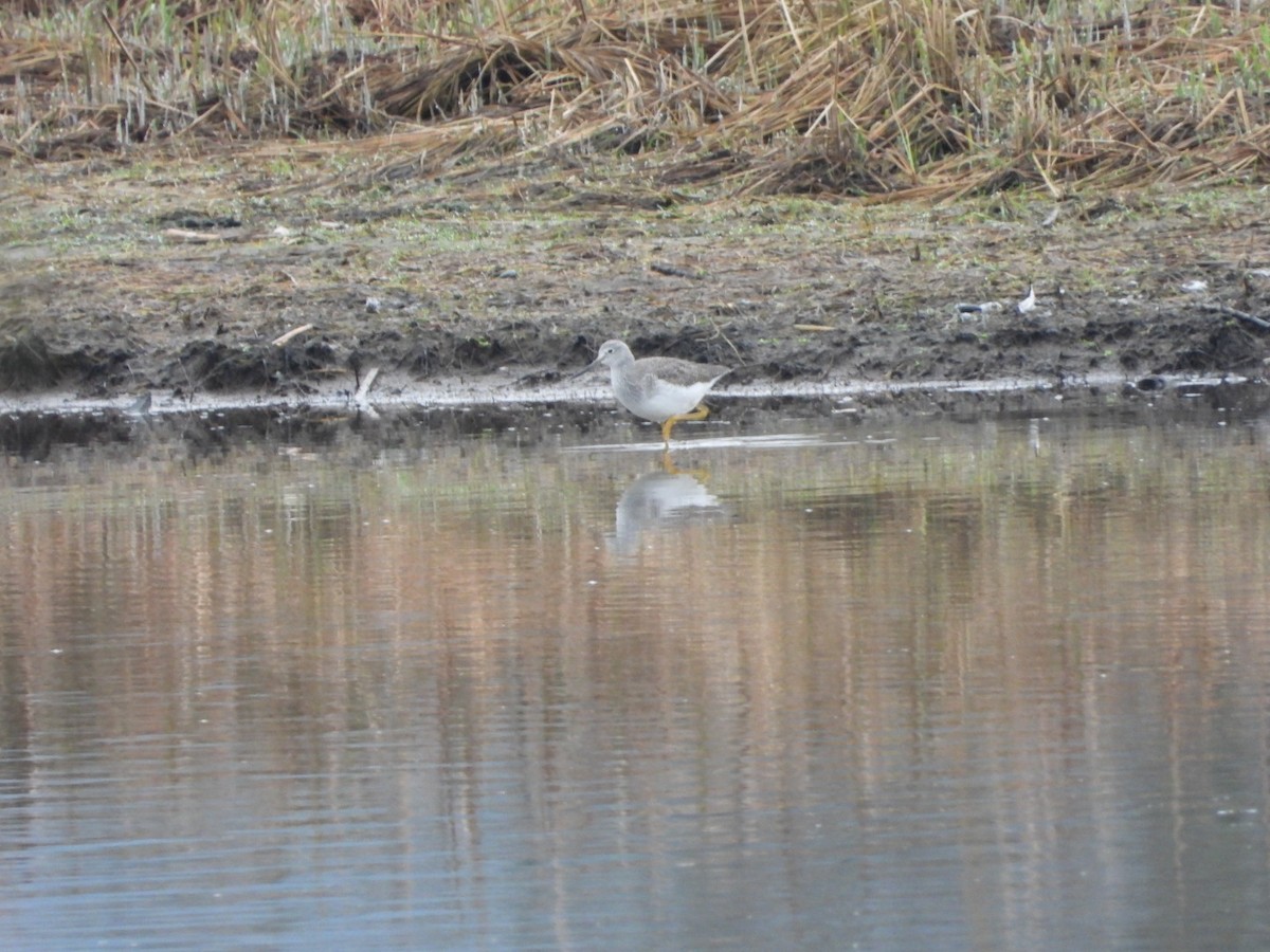 Greater Yellowlegs - ML646321449