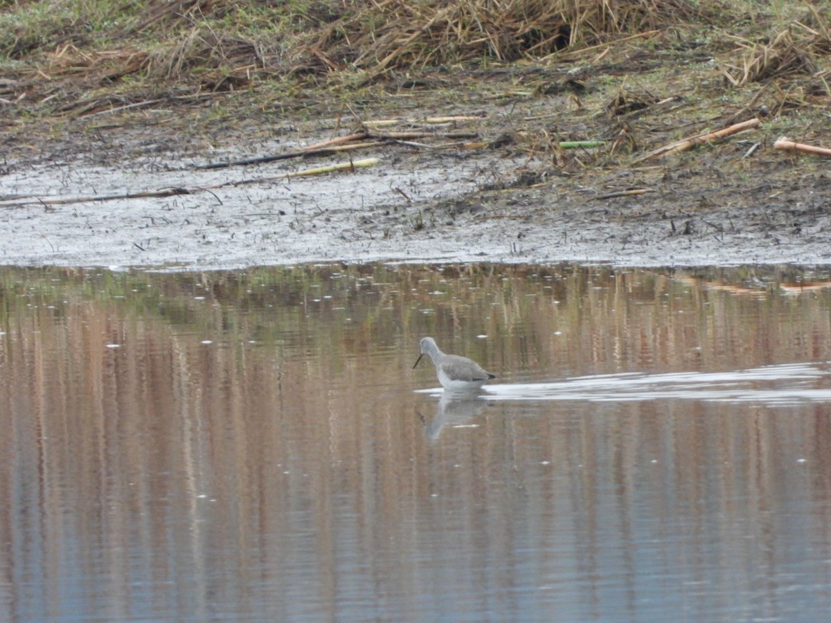 Greater Yellowlegs - ML646321450
