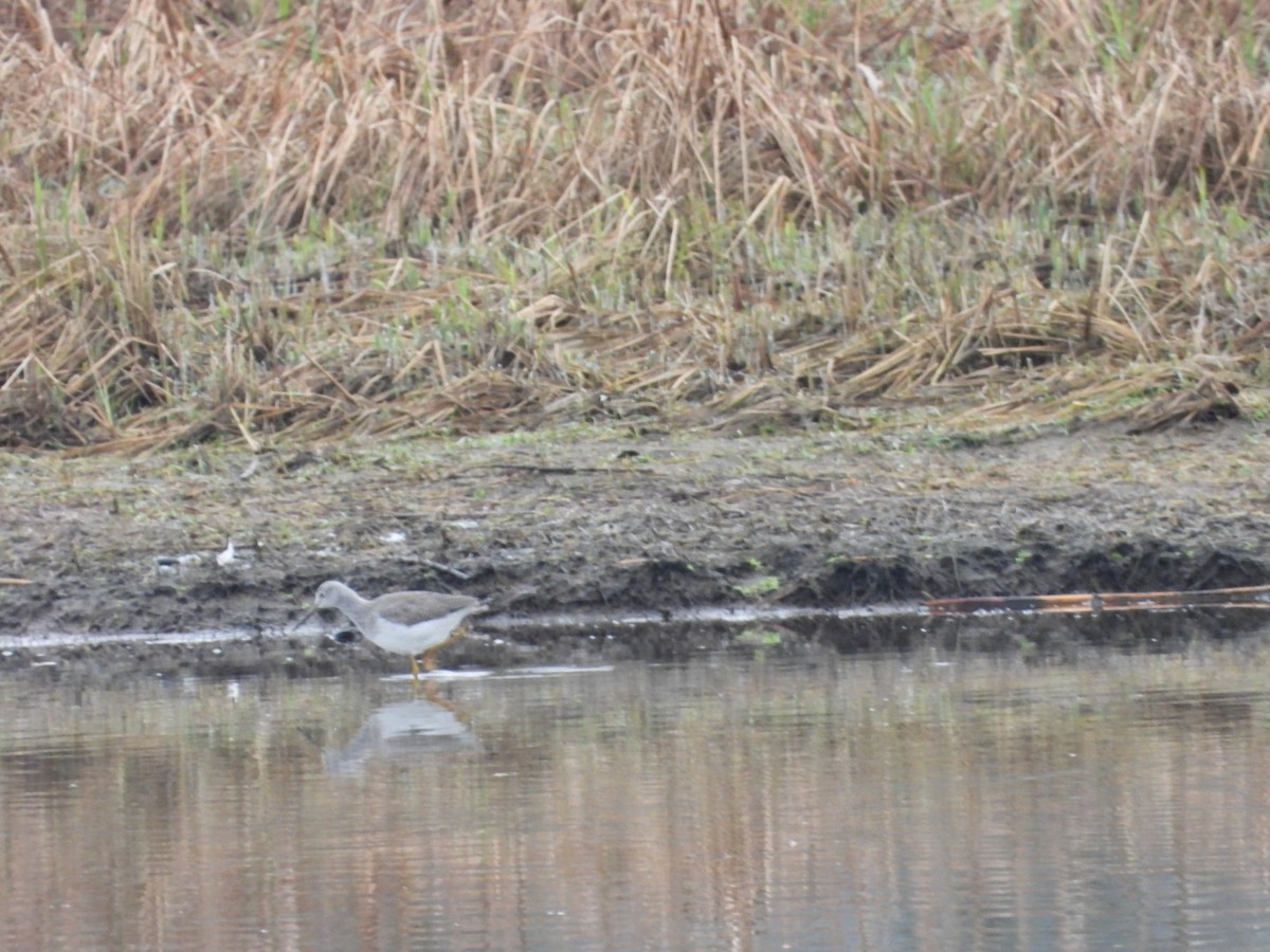 Greater Yellowlegs - ML646321451